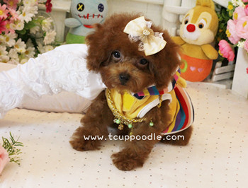 Big Teacup -Teacup Toy Poodle