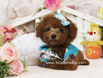 Big Teacup Poodle - Teacup Toy Poodle