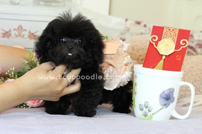 Pocket Teacup poodle