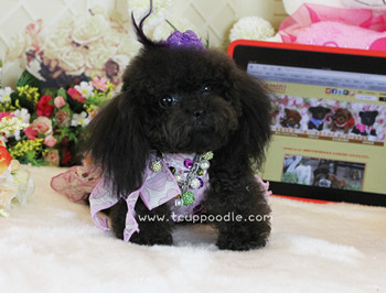 Pocket Teacup poodle