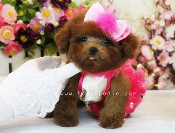 Pocket Teacup poodle