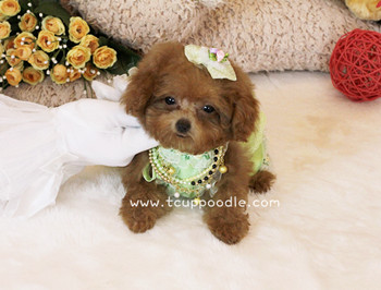Pocket Teacup - Super Tiny Teacup Poodle
