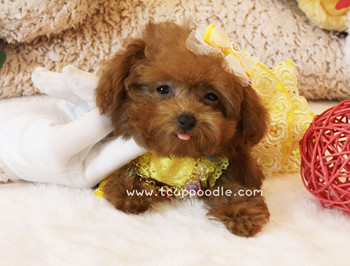Super Tiny Teacup Poodle - Small Teacup poodle