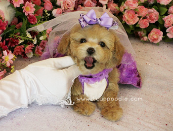 teacup poodle