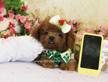 teacup poodle