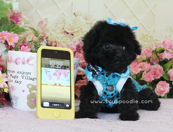 teacup poodle