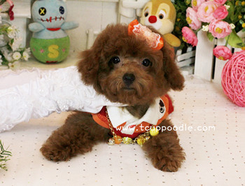 Big Teacup -Teacup Toy Poodle