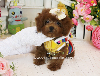 Big Teacup -Teacup Toy Poodle