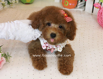 Toy poodle