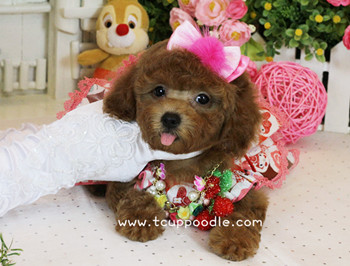 toy poodle