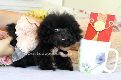 Pocket Teacup poodle