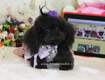 Pocket Teacup poodle