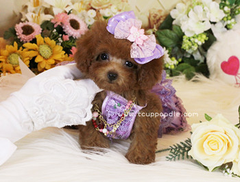 Super Tiny Teacup - Pocket Poodle