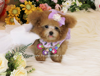 Super Tiny Teacup - Pocket Poodle