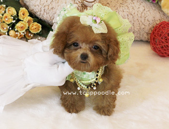 Pocket Teacup - Super Tiny Teacup Poodle
