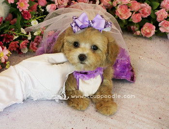 teacup poodle