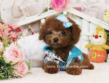 Big Teacup Poodle - Teacup Toy Poodle