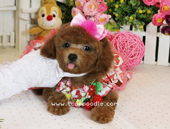 toy poodle