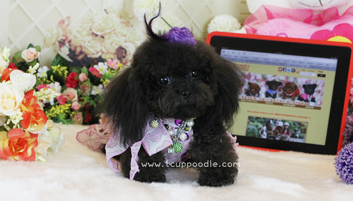 Pocket Teacup poodle