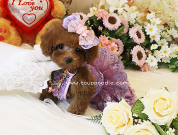 Super Tiny Teacup - Pocket Poodle