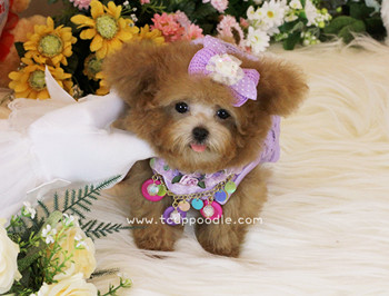 Super Tiny Teacup - Pocket Poodle