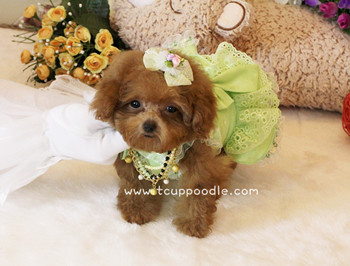Pocket Teacup - Super Tiny Teacup Poodle