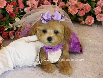 teacup poodle