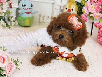 Big Teacup -Teacup Toy Poodle