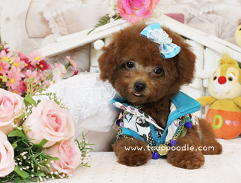 Big Teacup Poodle - Teacup Toy Poodle