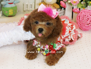toy poodle