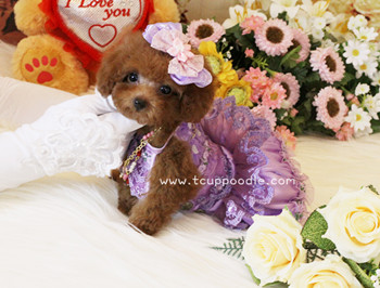 Super Tiny Teacup - Pocket Poodle