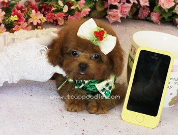 teacup poodle