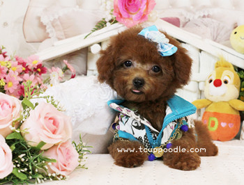 Big Teacup Poodle - Teacup Toy Poodle