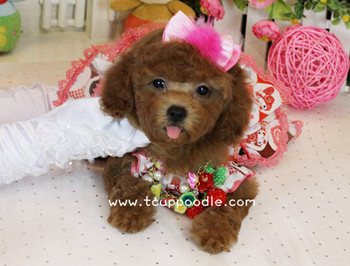 toy poodle