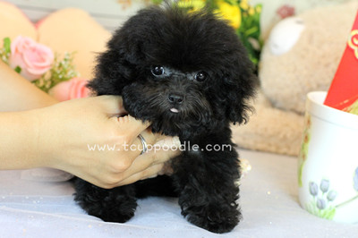Pocket Teacup poodle