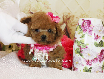 Pocket Teacup poodle