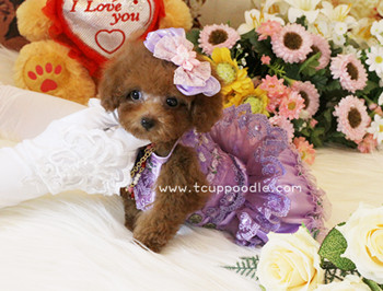 Super Tiny Teacup - Pocket Poodle