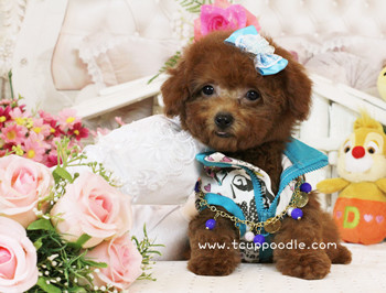 Big Teacup Poodle - Teacup Toy Poodle