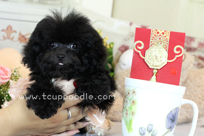 Pocket Teacup poodle