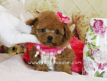 Pocket Teacup poodle