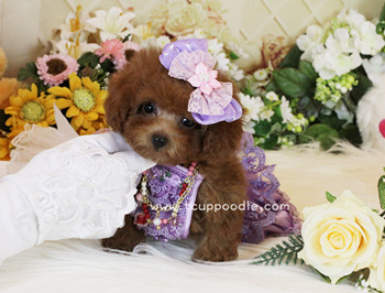 Super Tiny Teacup - Pocket Poodle