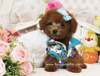 Big Teacup Poodle - Teacup Toy Poodle