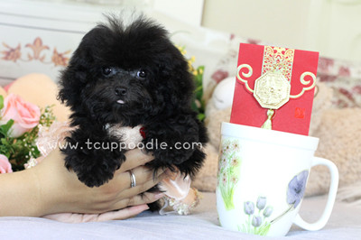 Pocket Teacup poodle