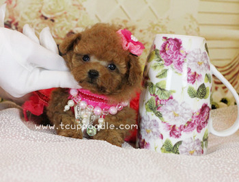 Pocket Teacup poodle