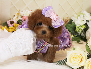 Super Tiny Teacup - Pocket Poodle