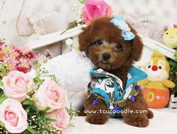 Big Teacup Poodle - Teacup Toy Poodle