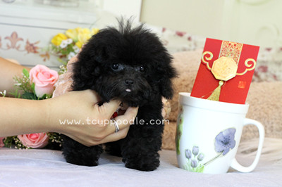 Pocket Teacup poodle