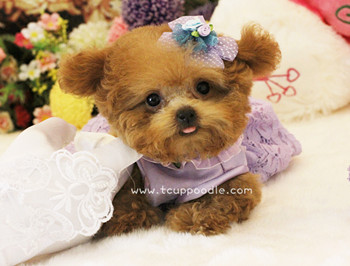 Pocket Teacup poodle