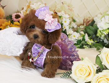 Super Tiny Teacup - Pocket Poodle