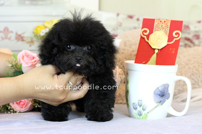Pocket Teacup poodle